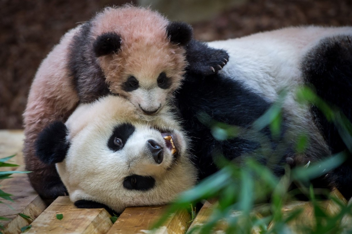 France's first panda cub made its debut public appearance Saturday.