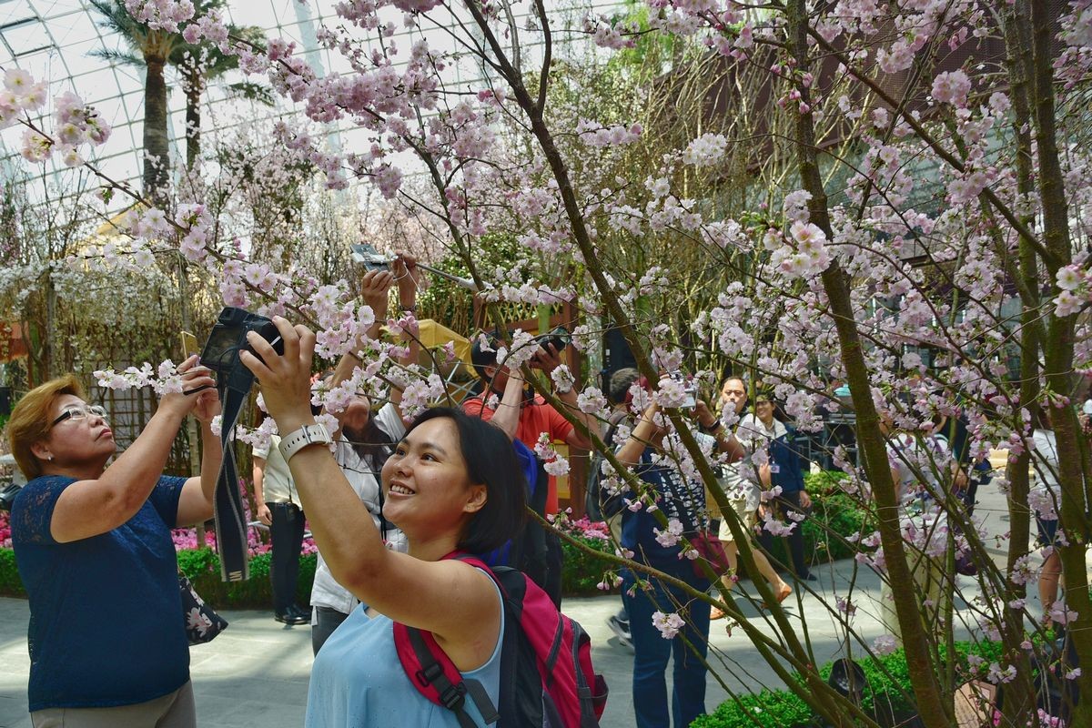 Cherry blossoms in bloom at Gardens by the Bay's Flower Dome