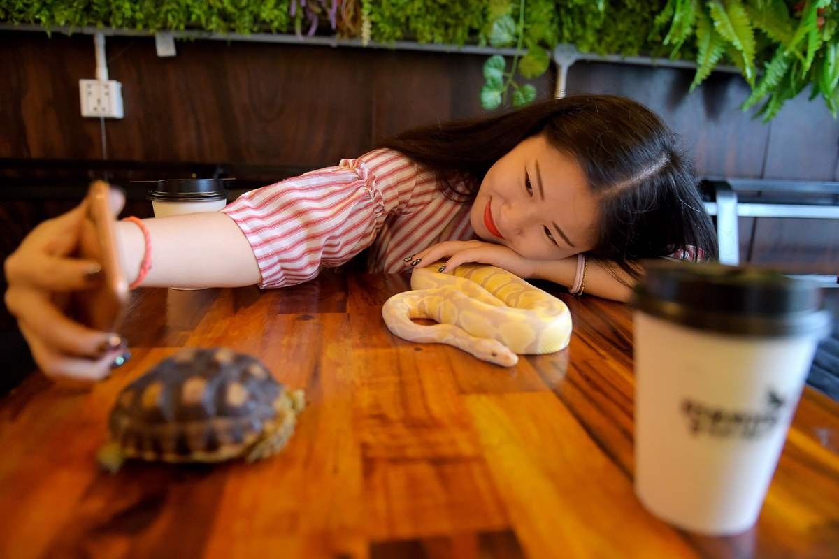 Cambodian reptile cafe slithers into people's hearts