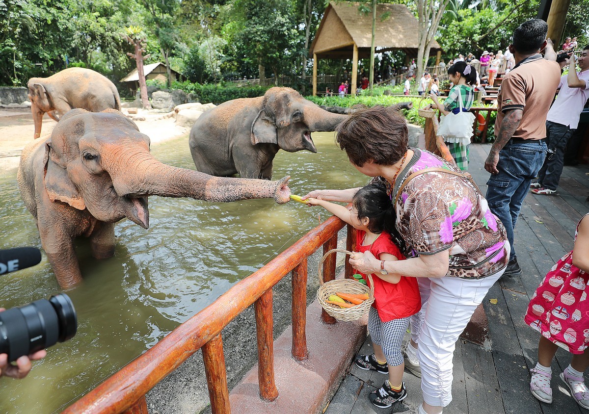 Elephants at Singapore Zoo will no longer be commanded to perform during shows, as part of a shift in its model of care for the park's five female specimens.
