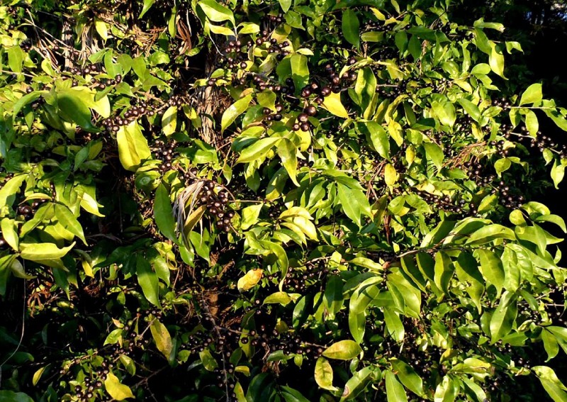 A rediscovered forgotten species brews promise for coffee's future