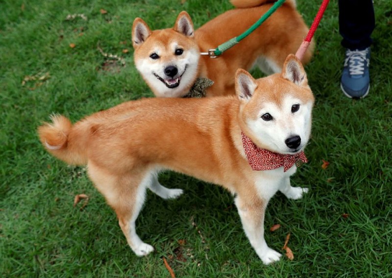 Dogecoin cryptocurrency slumps after hashtag-fuelled surge to record high