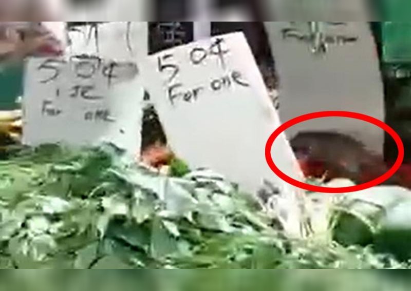 Pest issues again? 7 to 8 rats spotted feasting on produce at infamous Bukit Panjang vegetable stall, says resident