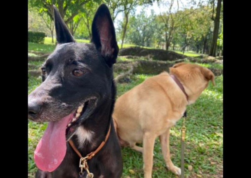 Dog escapes from crate at Changi Airport, owner misses flight