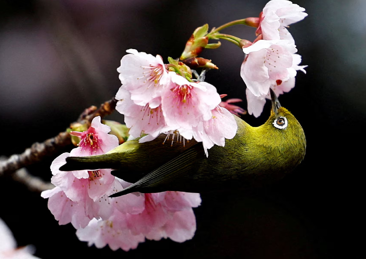 Understanding of Earth's flowering plants blossoms in genome study