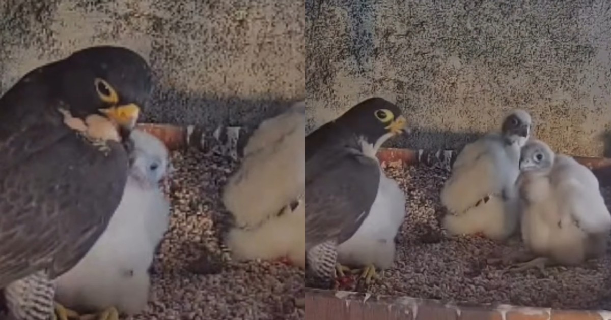 Peregrine falcon fledgling found grounded at South Bridge Road takes flight again