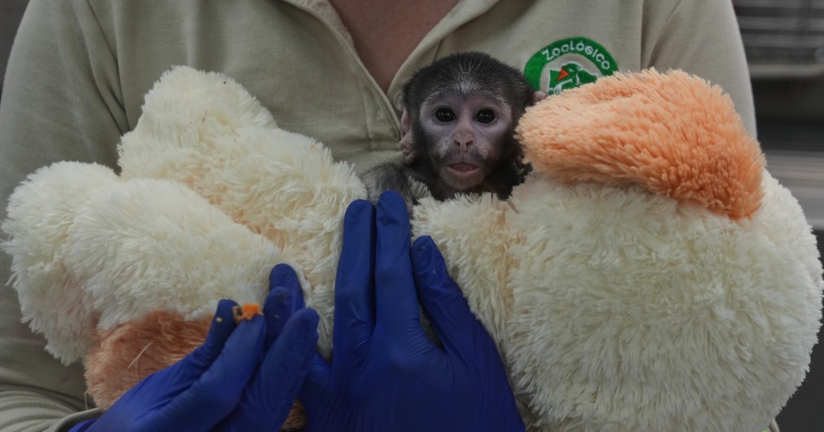 Meet Yuji, the Mexican baby monkey finding comfort in a plush companion