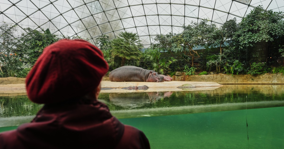 A specialised tour at the Berlin Zoo brings joy to people living with dementia