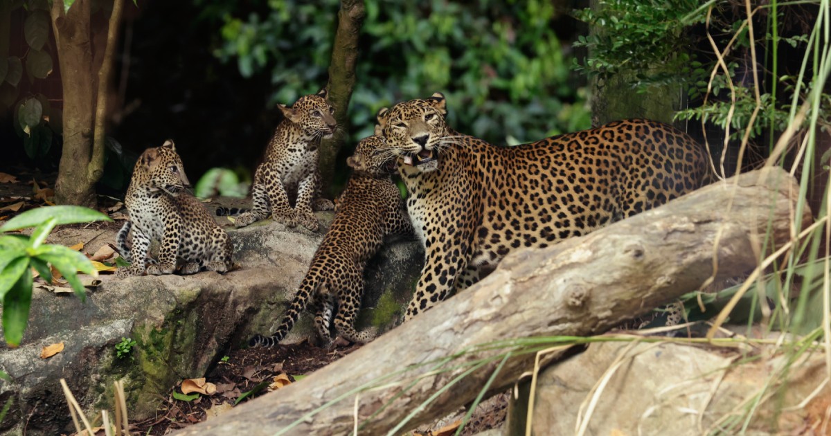 3-month-old Sri Lankan leopard cubs make debut at Singapore Zoo