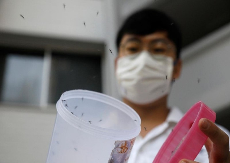 Singapore battles record dengue outbreak with more mosquitoes
