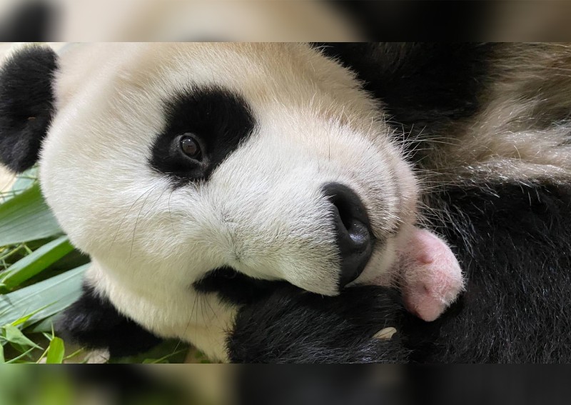 Hello pandas: The little one and mum are doing well