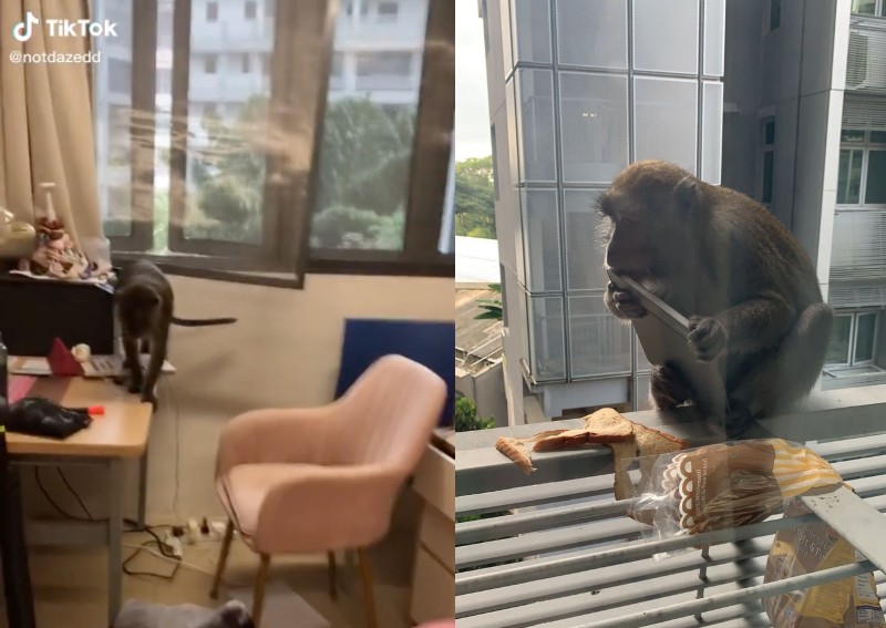 Sticky fingers: Cheeky macaques caught monkeying around in NTU student dorms