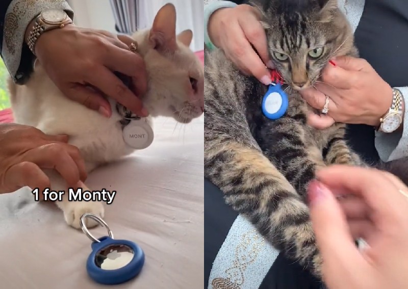 Missing no more: TikToker attaches AirTags to her 4 cats