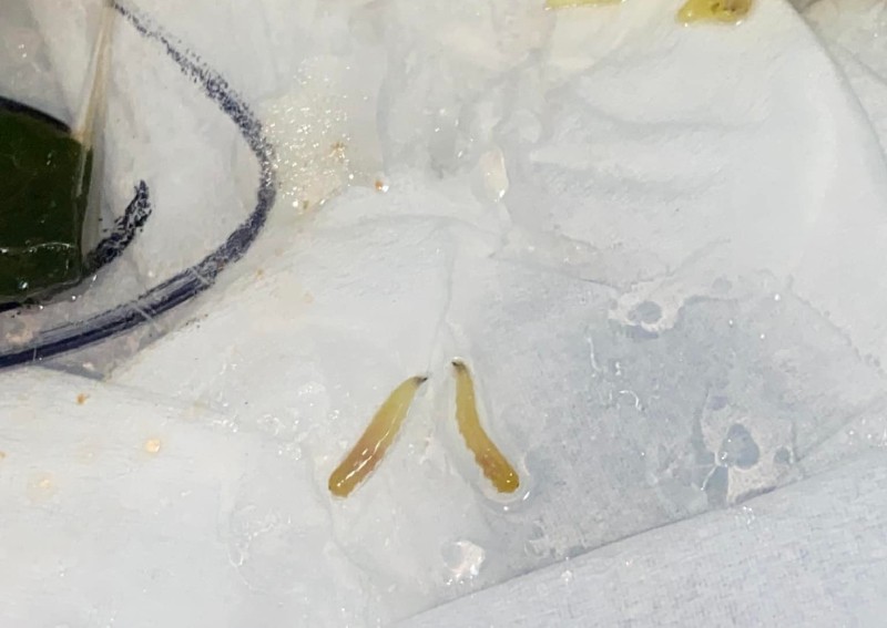 Extra ingredients? Woman finds worms in yong tau foo, delivery platform offers refund of 90 cents