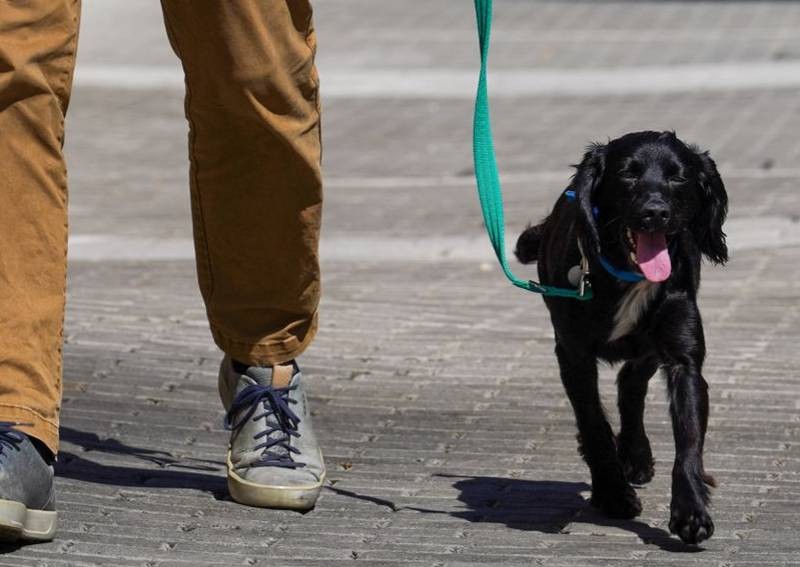 Cash-strapped Britons give up pets as living costs soar