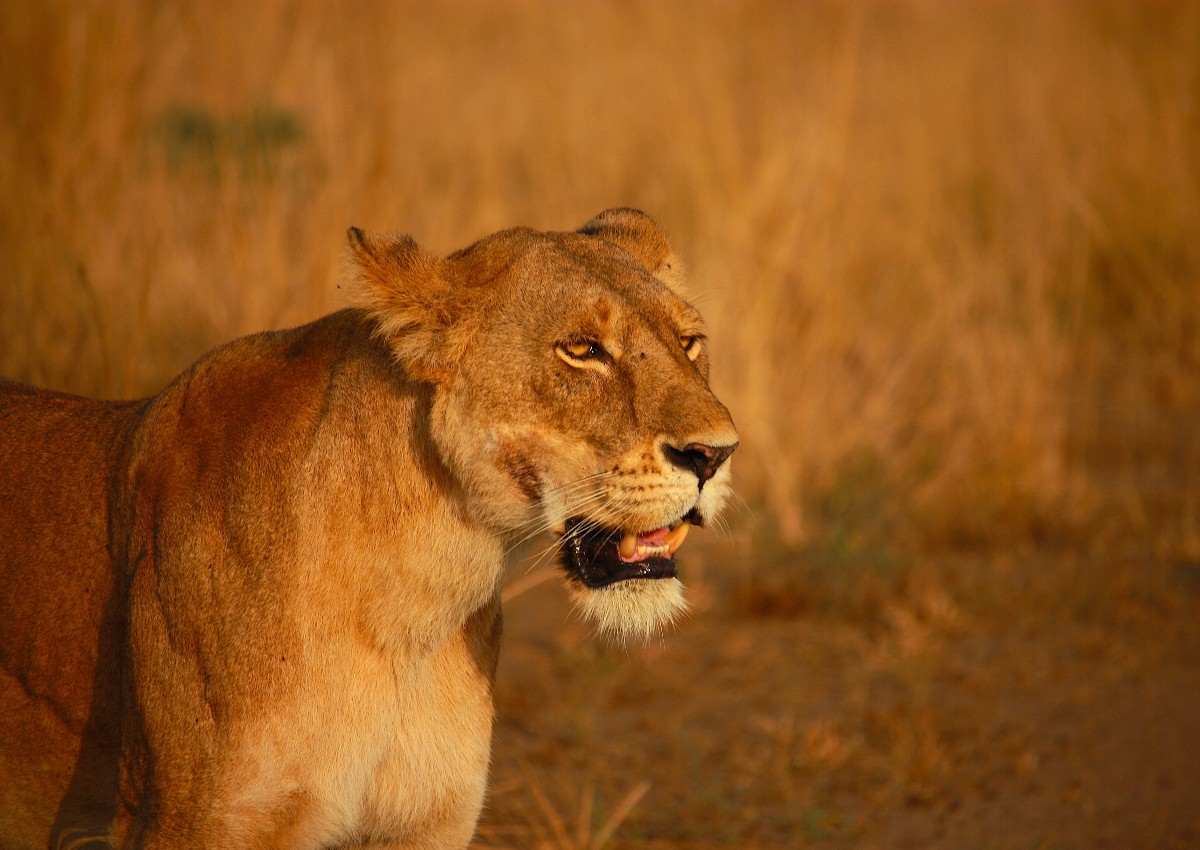 Lioness shot dead after escaping from South Korean farm
