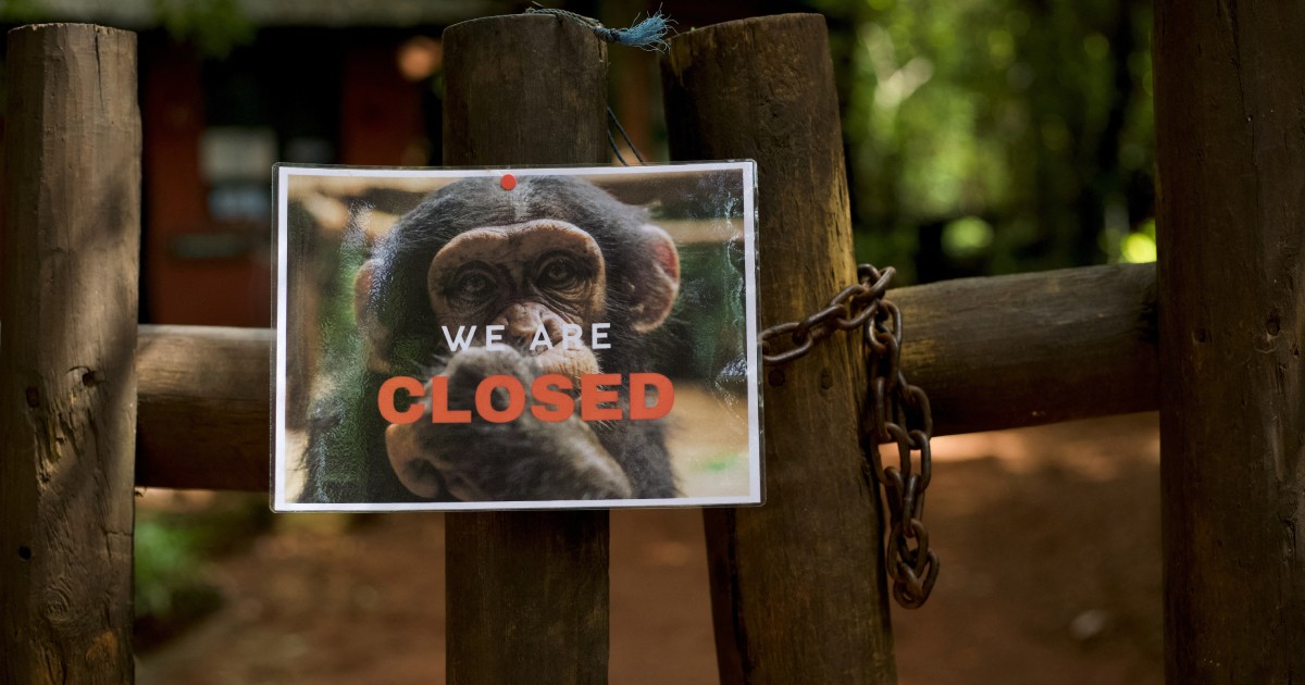 Sierra Leone chimp refuge shuts doors to tourists to protest deforestation