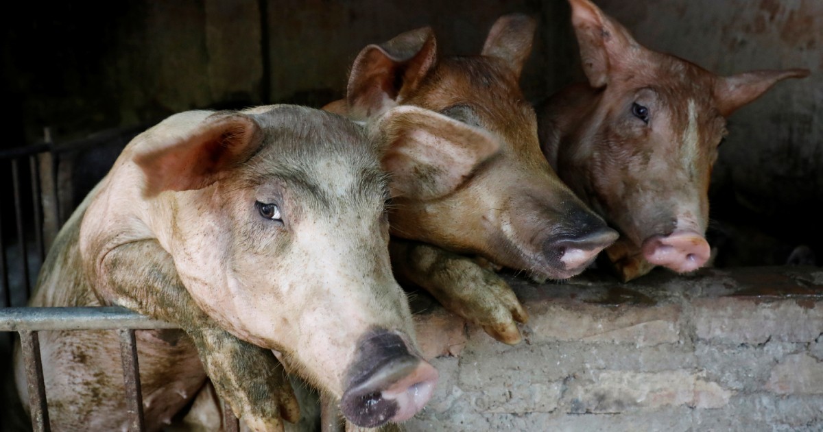 Vietnam facing worsening African swine fever outbreaks