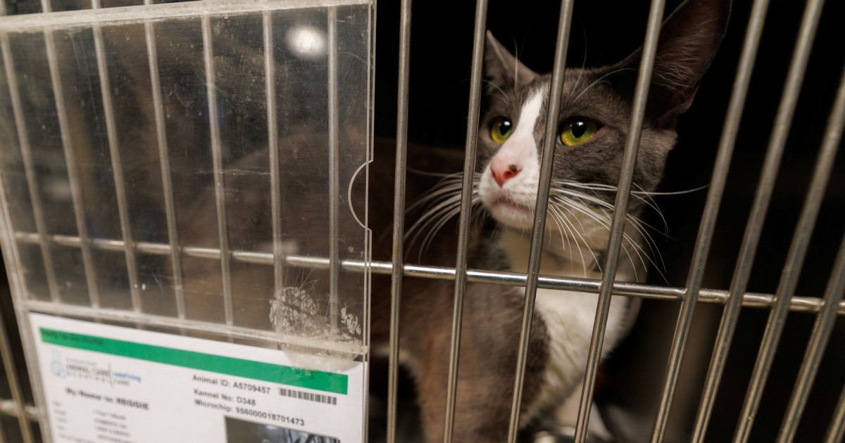 Pets end up in LA shelters after owners detained in immigration raids