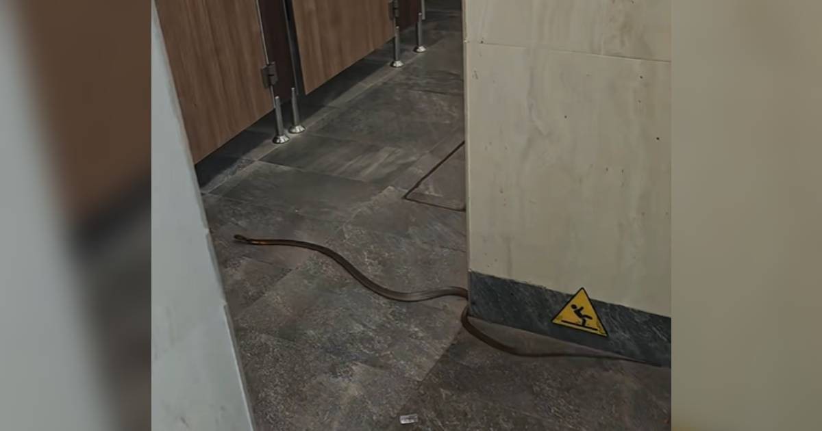 6-year-old left shaken after snake slithers into Singapore's Bird Paradise toilet