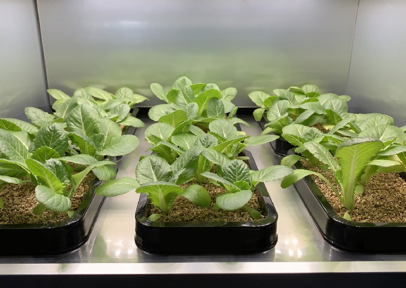 LG lets your green thumbs flourish with an indoor vegetable cultivator