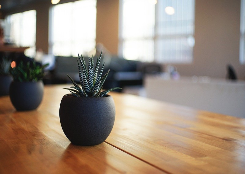 13 indigenous Asian indoor plants safe for HDBs that won't poison your pets or kids