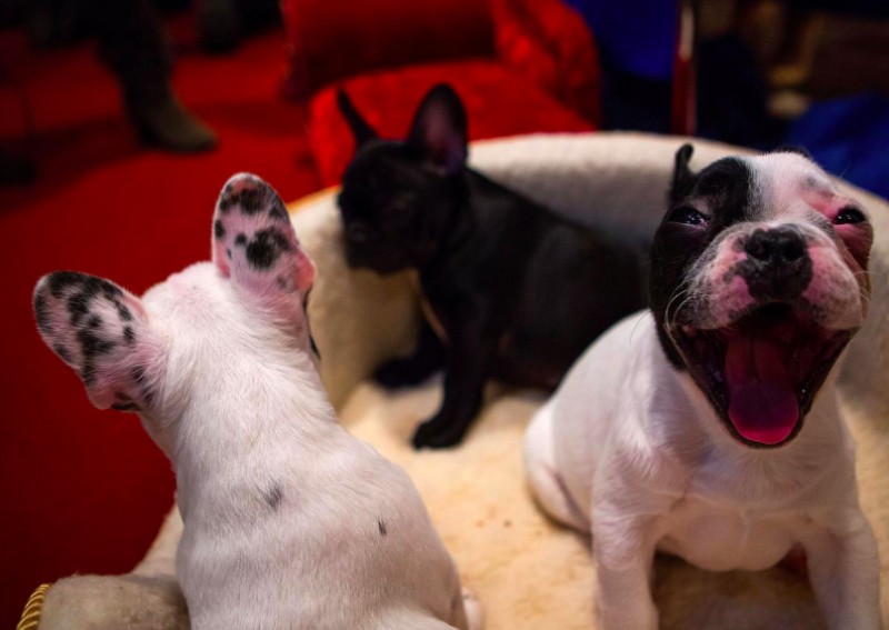 That puppy in the window could make you sick as a dog, US health agency warns