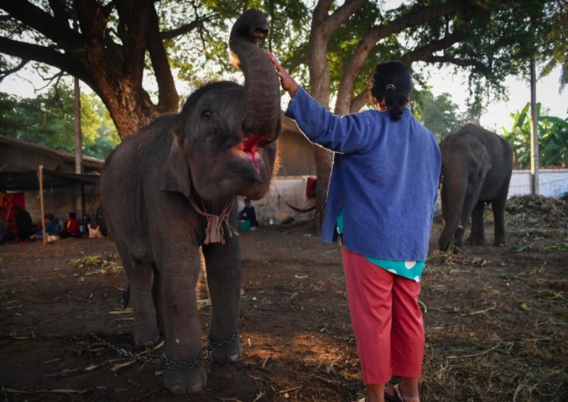 Elephants in Thailand 'broken' for lucrative animal tourism
