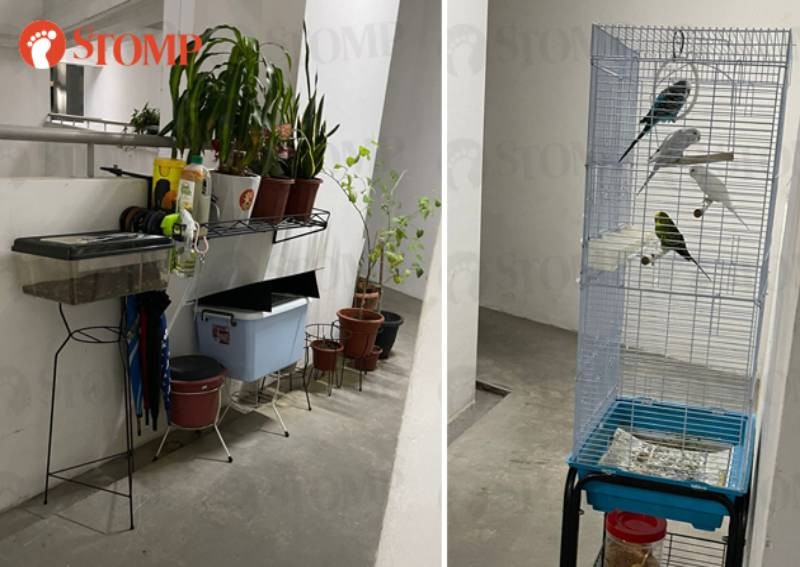 'Still not resolved even after 1 year': Fernvale residents rearing birds, cockroaches and worms along corridor