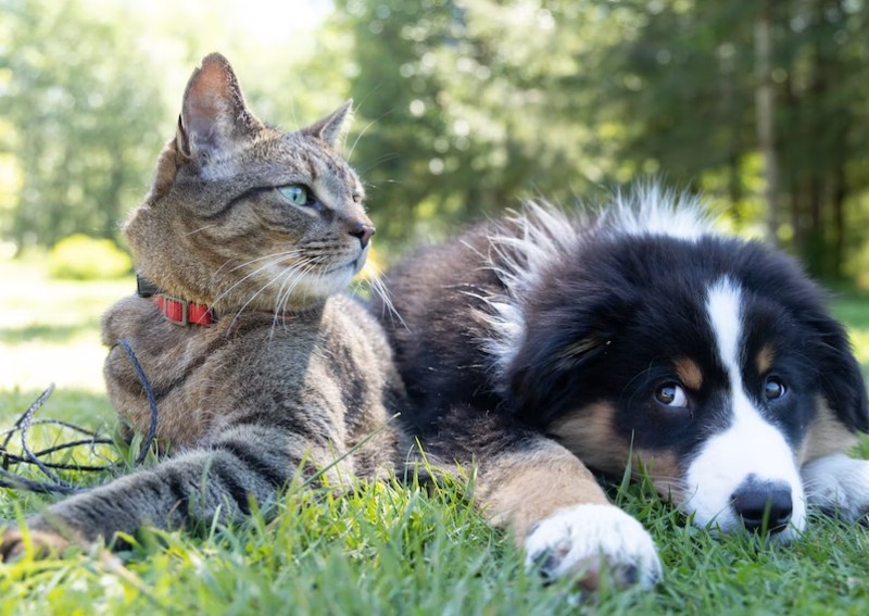 Ways to save money on your paw-kid