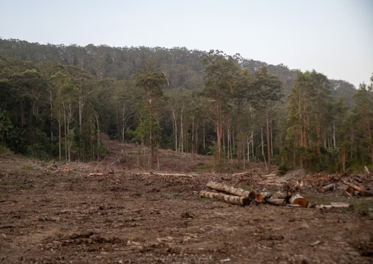 Australia's proposed koala haven faces logging threat