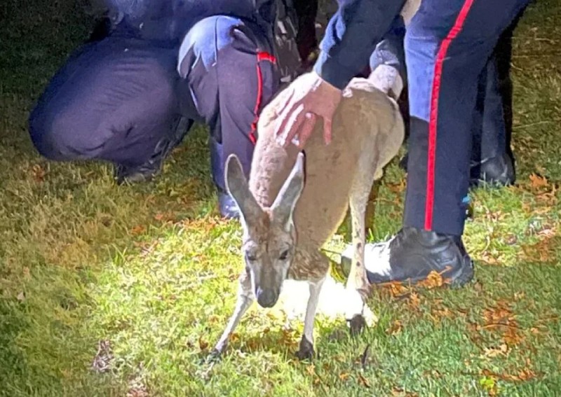 Escaped kangaroo captured after punching Canadian officer