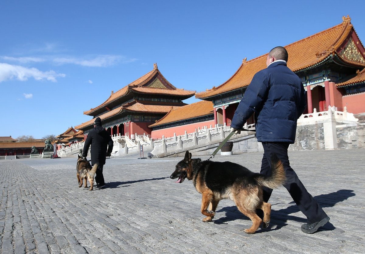 No holiday for Beijing's Forbidden City canine patrol, even as China welcomes Year of the Dog