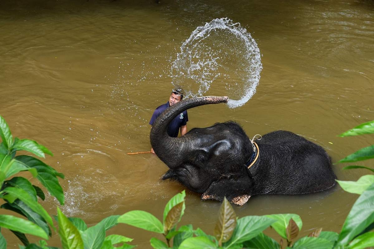 Malaysia elephant sanctuary trumpets effort to cut human-animal conflict