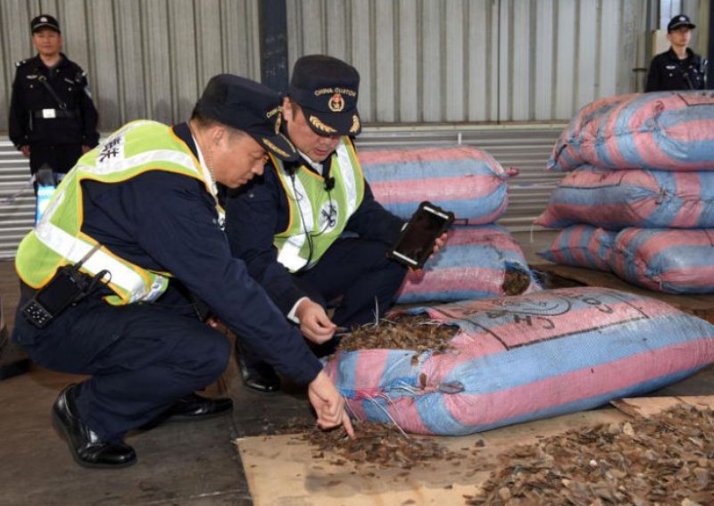 Nearly 900,000 pangolins trafficked in Southeast Asia over 2 decades: Watchdog
