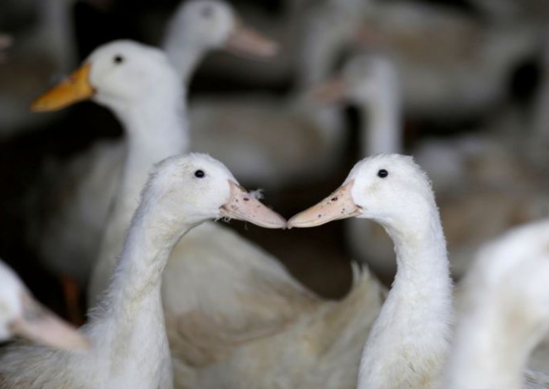 Viral plan to send China's ducks to tackle Pakistan's locust swarm just doesn't fly