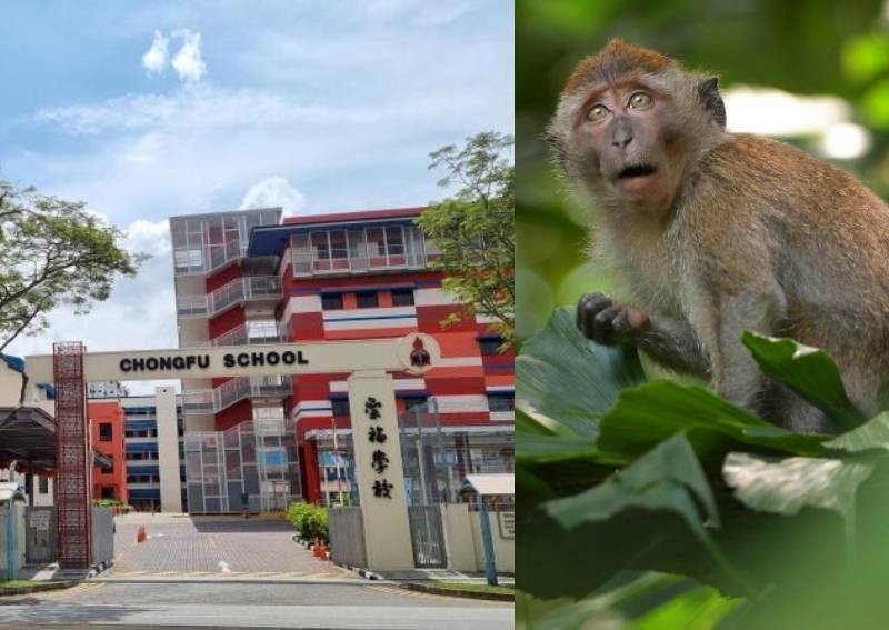 Teachers and pupils lock themselves in classrooms after monkey breaks into Yishun primary school