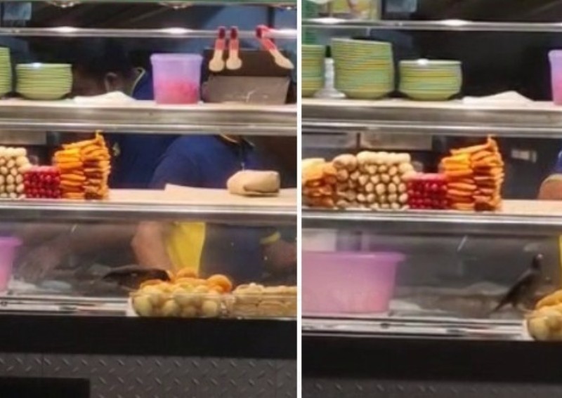 Feeling peckish: Bird helps itself to Indian rojak in Buangkok stall
