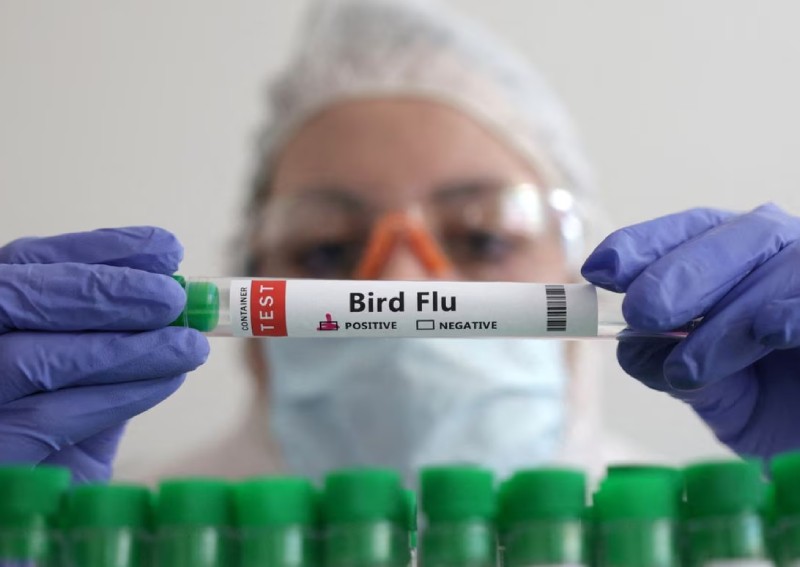Flu experts gather with H5N1 risk on agenda