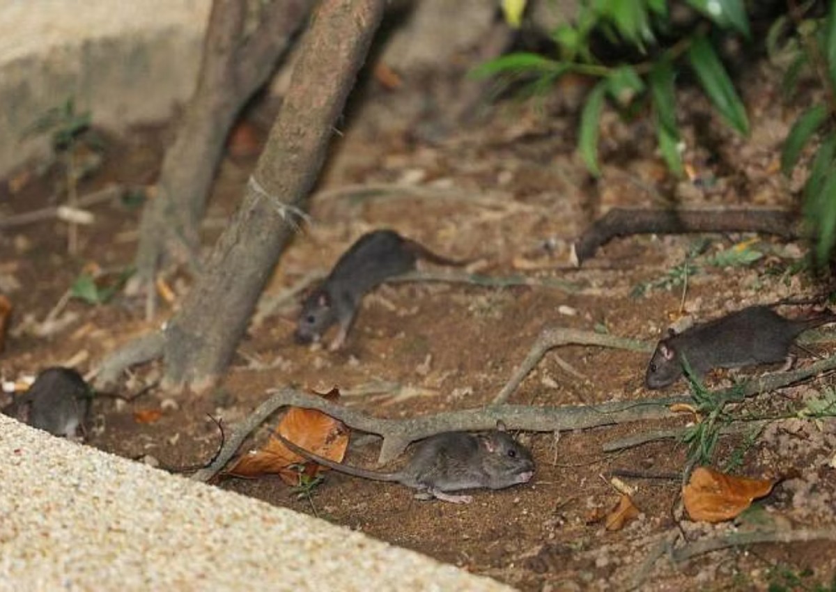 'Our business dropped by half': Rodent infestation near Bukit Merah coffee shop sends diners scurrying