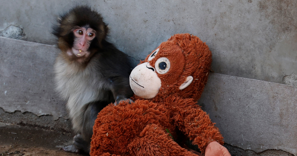 Abandoned baby monkey finds comfort in stuffed orangutan, charming zoo visitors