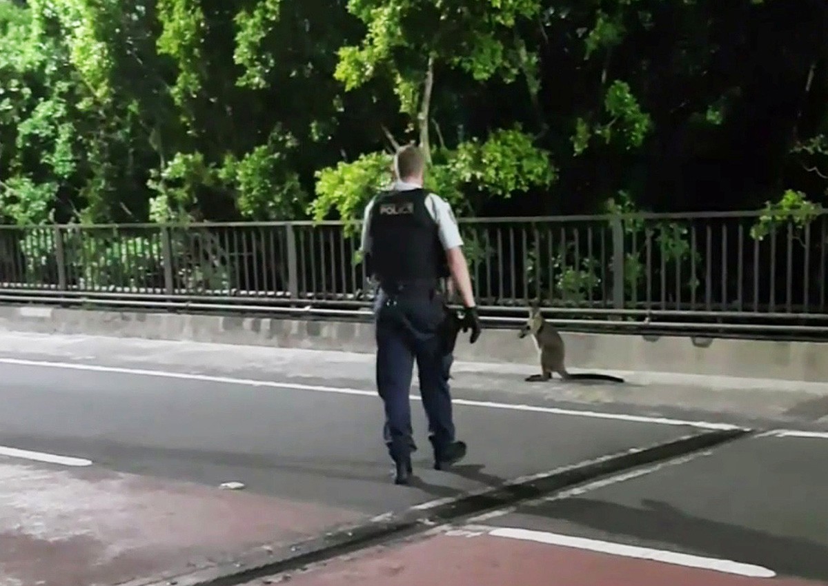 Wallaby leads police chase over Sydney Harbour Bridge