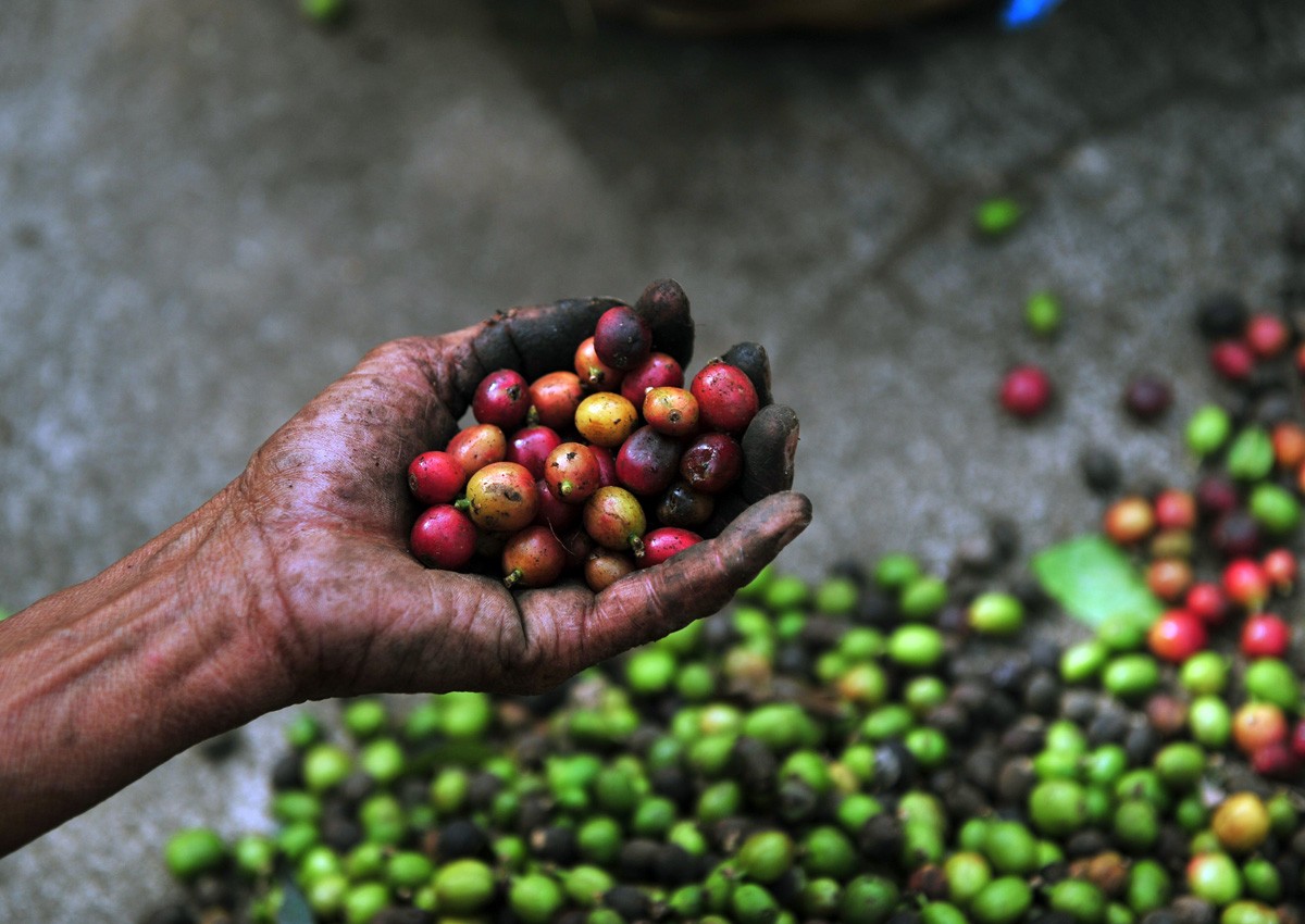 60 per cent of coffee varieties face 'extinction risk'