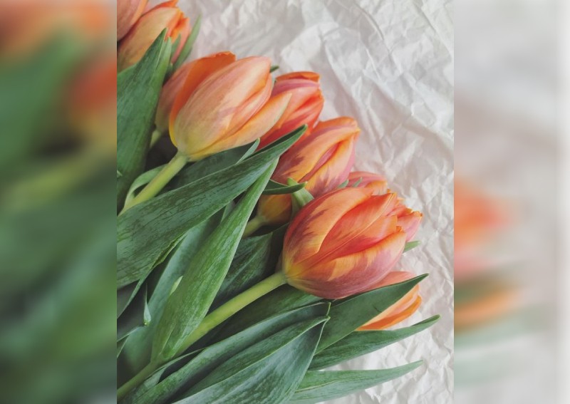 Best wholesale flower delivery in Singapore