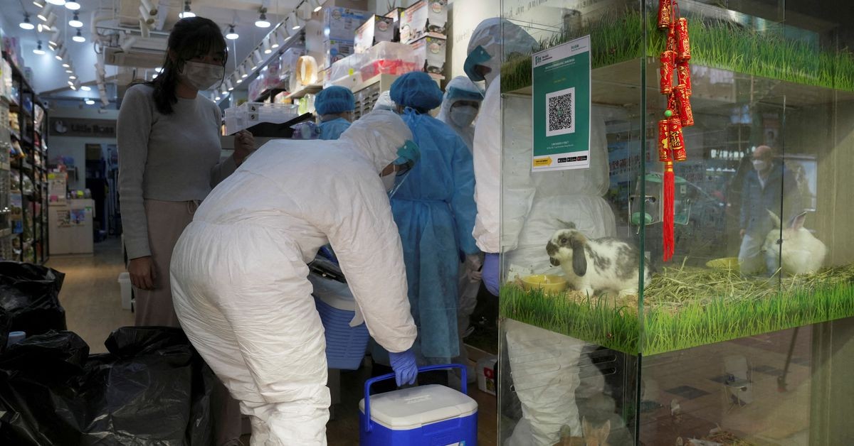 Hong Kong allows hamster pet stores to resume business after Covid cull