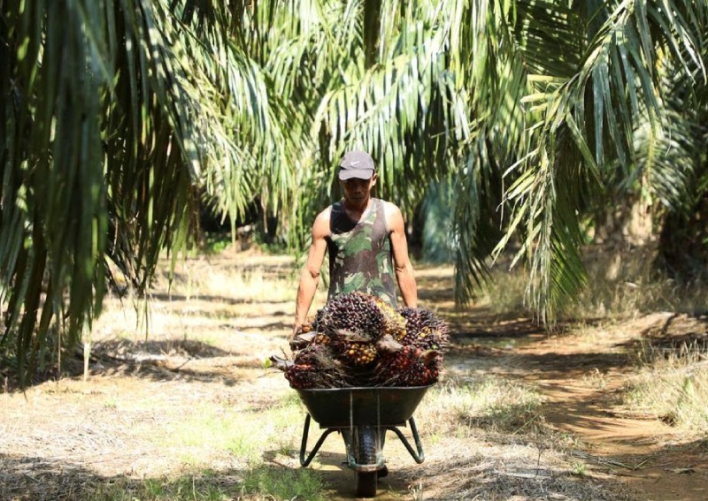 Malaysia says it could stop palm oil exports to EU after new curbs