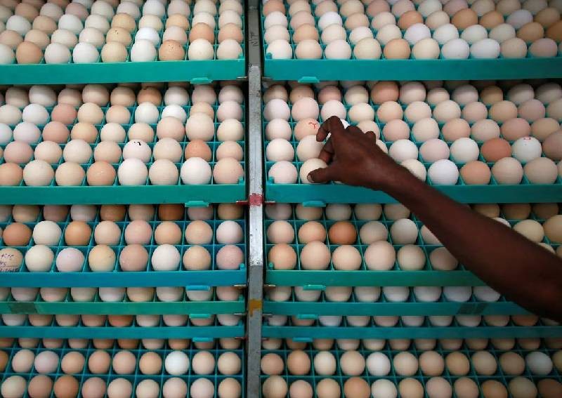 Malaysia's egg shortage sets Indian hatcheries on path for record exports