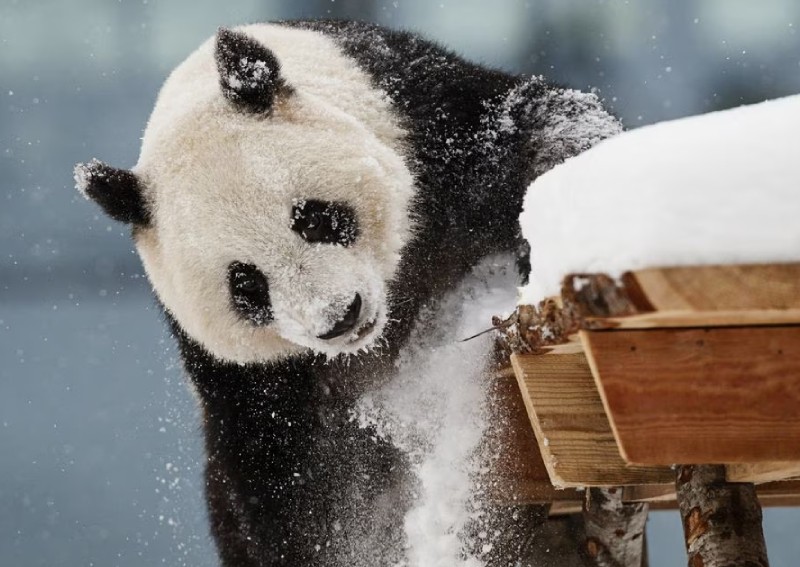 Cash-strapped Finnish zoo may have to return giant pandas to China