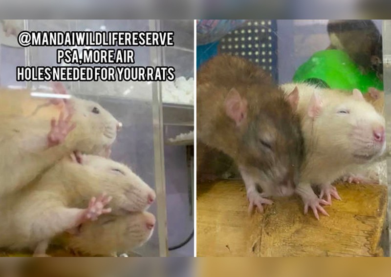 Zoo refutes Hamster Society's accusations of cruelty