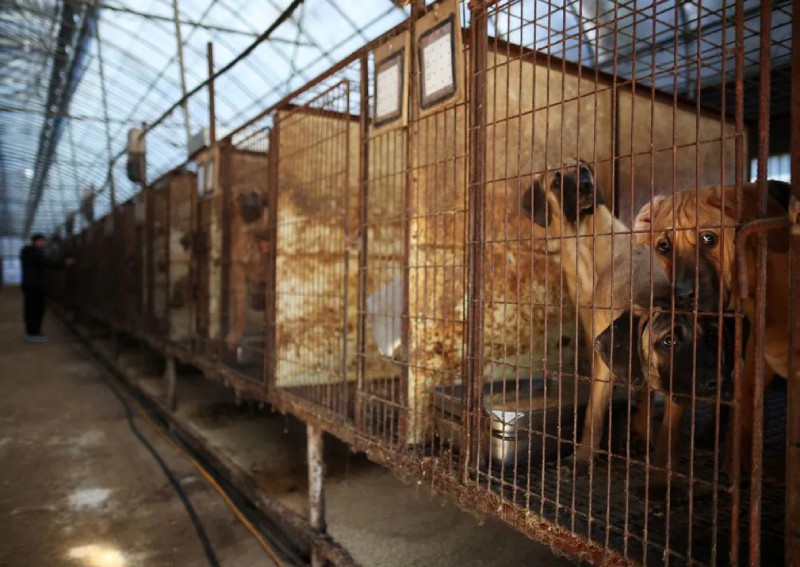 South Korea's parliament passes bill to ban dog meat trade